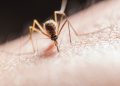 A mosquito biting skin