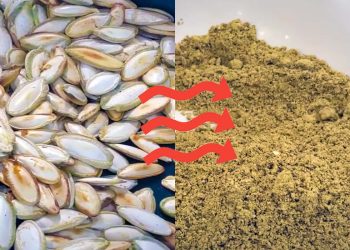Alguashte pumpkin seed seasoning before and after.